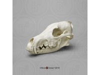 Hondachtigen Schedel Set (4 stuks) Hondachtigen Schedel Set (4 stuks)