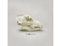 Hondachtigen Schedel Set (4 stuks) Hondachtigen Schedel Set (4 stuks)