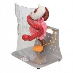 Stomazorg Simulatiemodel Geavanceerd