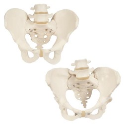 Anatomie Bekken Set