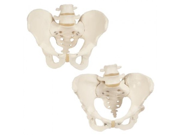 Anatomie Bekken Set