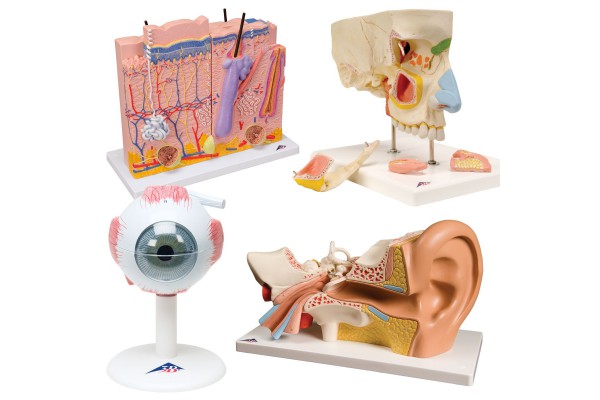 Anatomie Modellen Sets