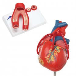 Anatomie Hart Set