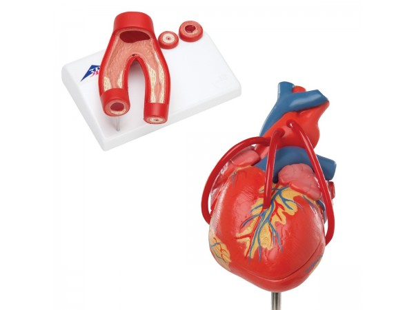 Anatomie Hart Set