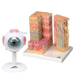 Anatomie Oog Set