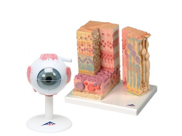 Anatomie Oog Set