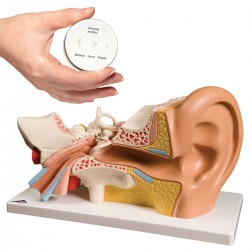 Anatomie Oor Set