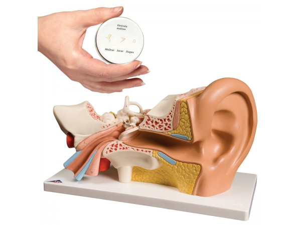 Anatomie Oor Set
