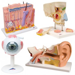 Anatomie Zintuigen Set
