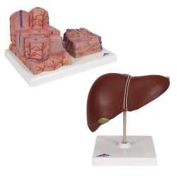 Lever Modellen Set
