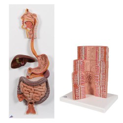 Spijsverteringssysteem Modellen Set