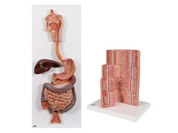 Spijsverteringssysteem Modellen Set