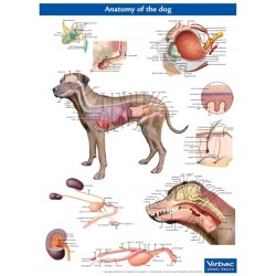 Anatomie Poster Hond