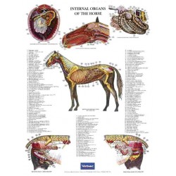 Poster Internal Organs of the Horse Poster Internal Organs of the Horse