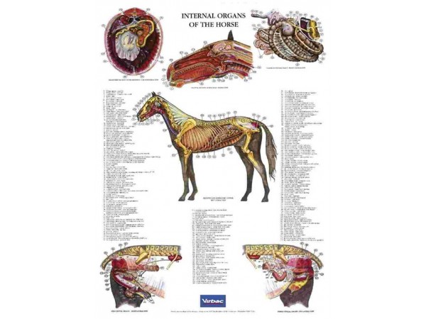 Poster Internal Organs of the Horse