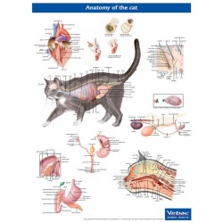 Anatomie Poster Kat Anatomie Poster Kat