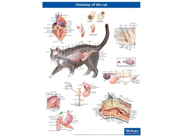 Anatomie Poster Kat