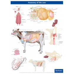 Anatomie Poster Koe Anatomie Poster Koe