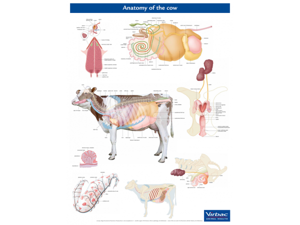 Anatomie Poster Koe