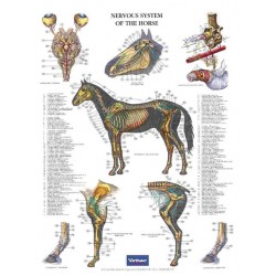 Poster Nervous System of the Horse Poster Nervous System of the Horse