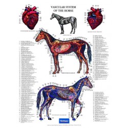 Poster Vascular System of the Horse Poster Vascular System of the Horse