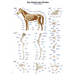 Anatomie Poster Paard Skelet, 70 x 100 cm, Kunststof