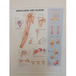 3D Reliëf Poster Schouder en Elleboog