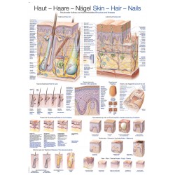 Wandplaat "Skin-Hair-Nails", 70x100cm