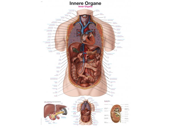 Anatomie Poster Interne Organen