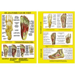 Anatomie van de Voet A4 Kaart Nederlands Anatomie van de Voet A4 Kaart Nederlands