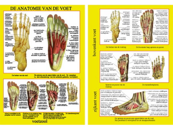 Anatomie van de Voet A4 Kaart Nederlands