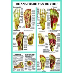 Anatomie van de Voet Poster A2 Nederlands