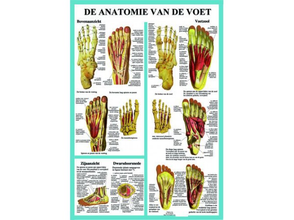 Anatomie van de Voet Poster A2 Nederlands