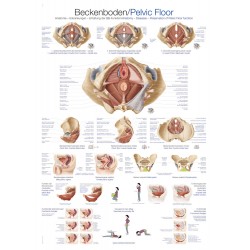 Anatomie Bekkenbodem Poster Anatomie Bekkenbodem Poster