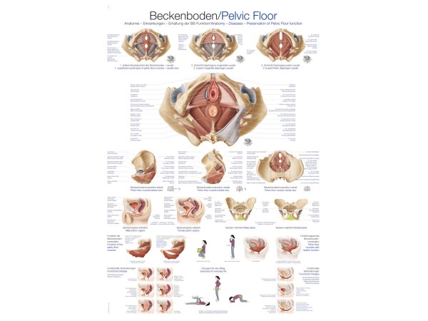 Anatomie Bekkenbodem Poster