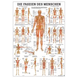 Bindweefsel (Fascie) Poster, 70 x 100 cm, gelamineerd
