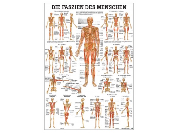 Bindweefsel (Fascie) Poster, 70 x 100 cm, gelamineerd