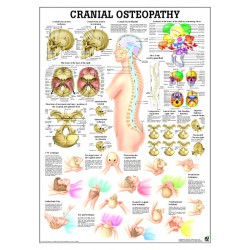 Cranio-sacrale Osteopathie Poster