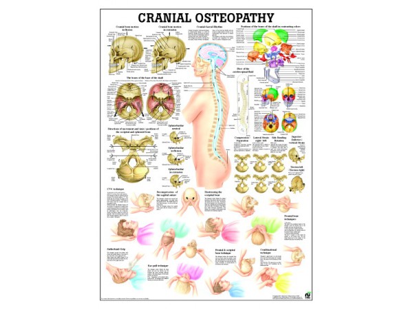 Cranio-sacrale Osteopathie Poster