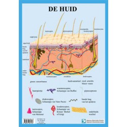Anatomie Huid A3 Kaart Nederlands