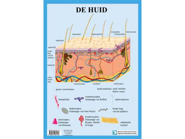 Anatomie Huid A3 Kaart Nederlands