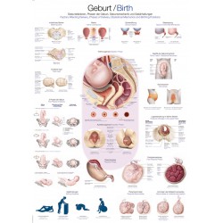 Anatomie Poster Geboorte, 70 x 100 cm Anatomie Poster Geboorte, 70 x 100 cm
