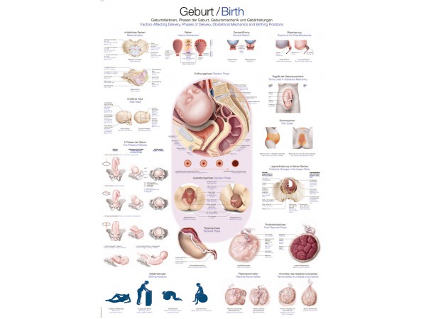 Anatomie Poster Geboorte, 70 x 100 cm