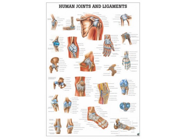 Gewrichten en Ligamenten Poster Gelamineerd Gewrichten en Ligamenten Poster Gelamineerd