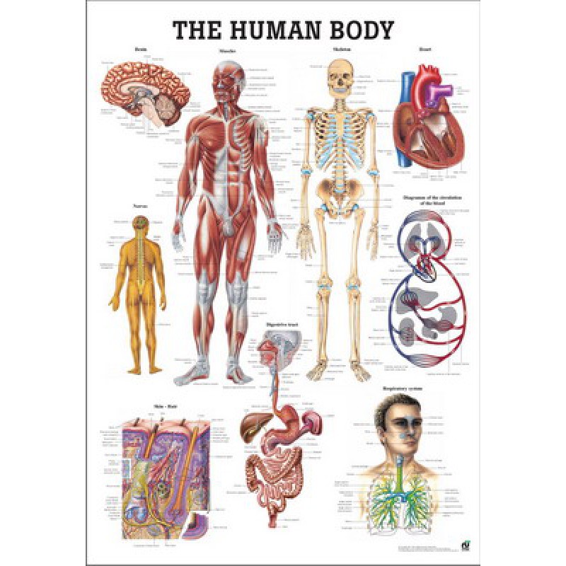 Spiksplinternieuw Het Menselijk Lichaam Poster Papier NY-34