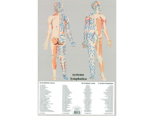 Lymfatisch Systeem Poster A2 Nederlands