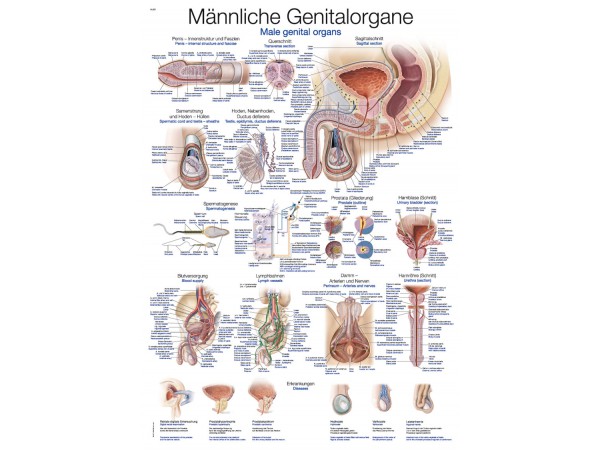 Mannelijke Geslachtsorganen Poster