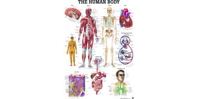 Het Menselijk Lichaam Poster Gelamineerd