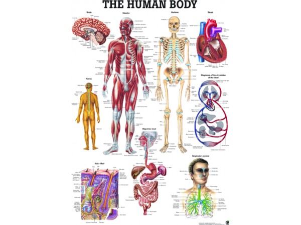 Het Menselijk Lichaam Poster Gelamineerd