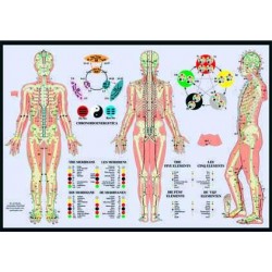 Meridianen Poster en de Vijf elementen Nederlands Meridianen Poster en de Vijf elementen Nederlands